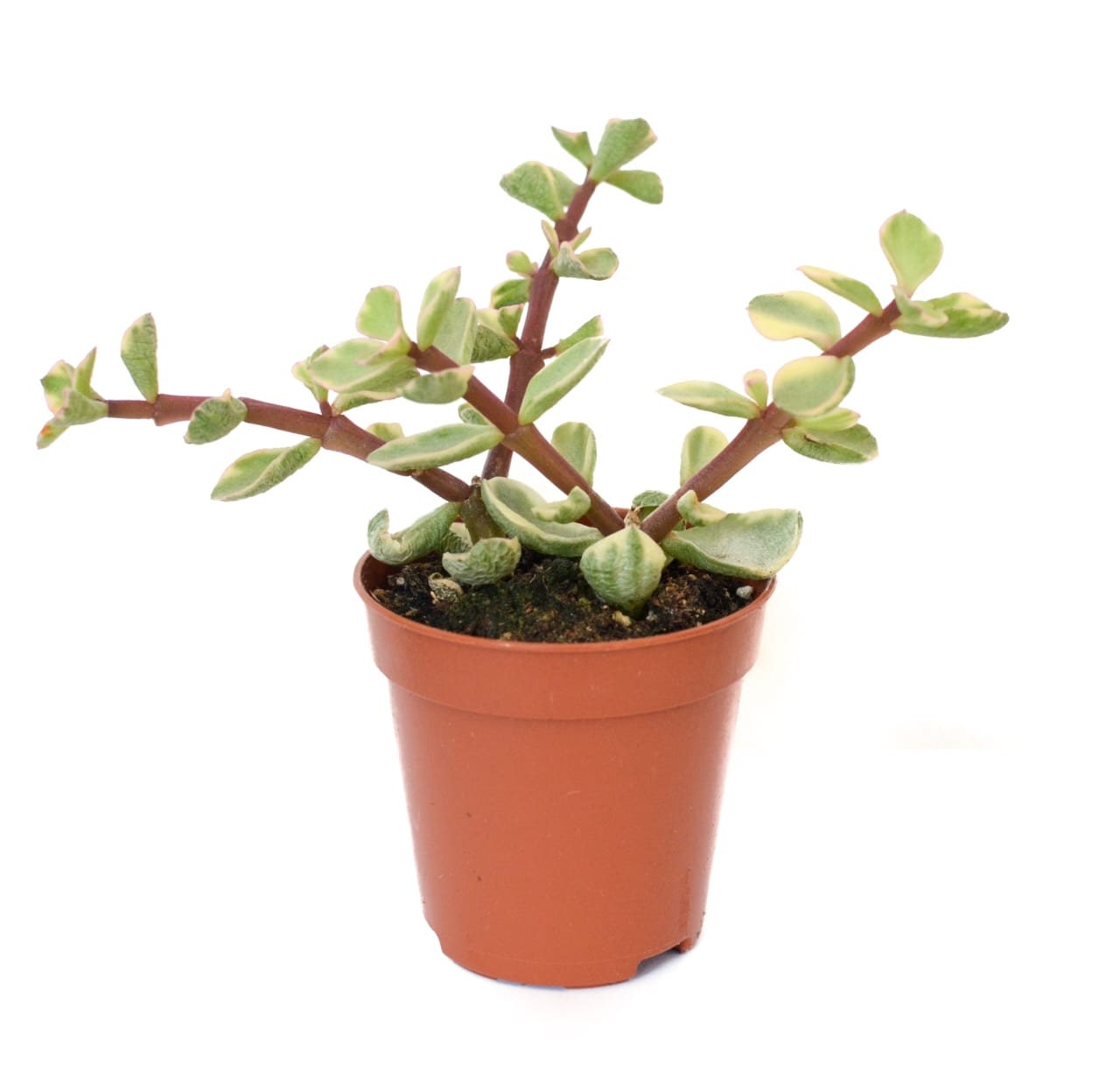 Succulents, Random Selection, Wedding Favours, Succulent in a pot