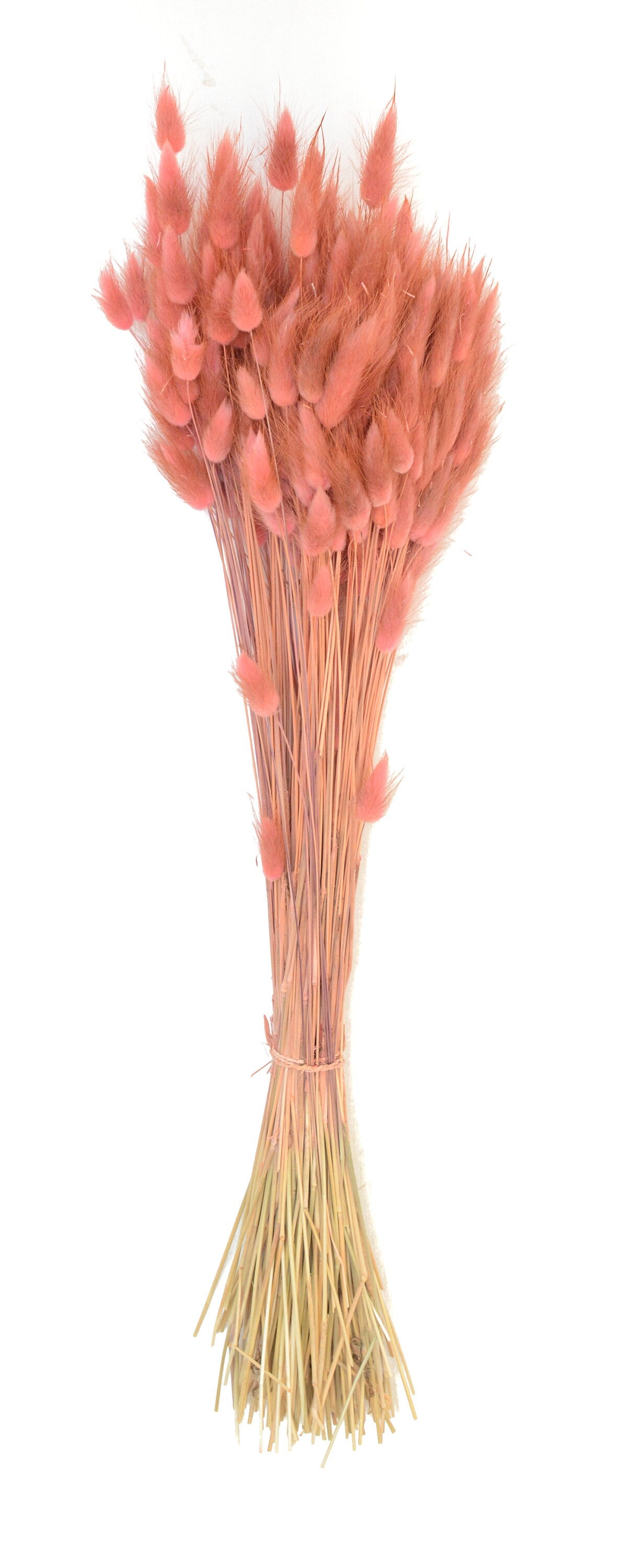 Dried Pink Hare's Tail Grass, Bunny Tail, Lagurus Ovatus, driedbunnytail, turk's head grass, rabbit's tail grass, dried flowers