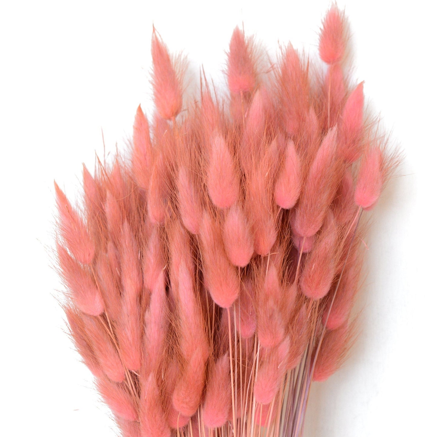 Dried Pink Hare's Tail Grass, Bunny Tail, Lagurus Ovatus, driedbunnytail, turk's head grass, rabbit's tail grass, dried flowers