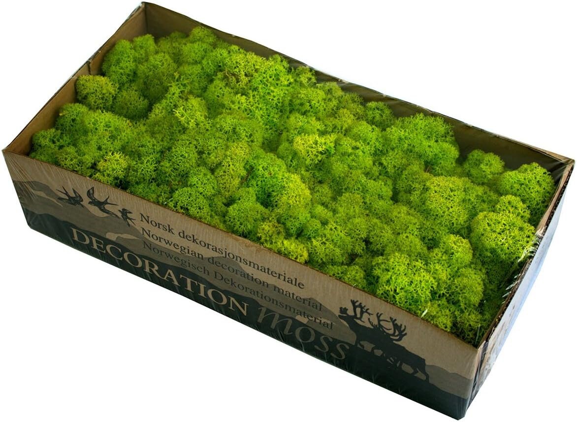 Spring Green Reindeer Moss Natural Preserved 425g-450g Box, Floristry, Wreath Making, DIY Craft, TerrariumsHornby railway modeling