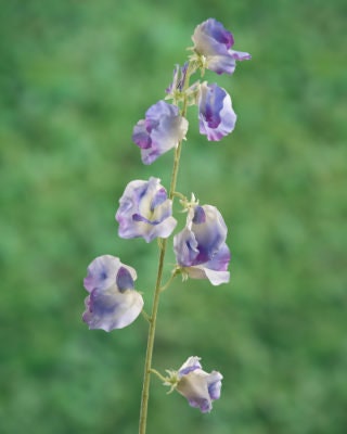 Artificial Lilac Sweet Pea, artificial sweet pea, lilac sweet pea, faux sweetie, anniversary gift, lilac flowers, wedding flowers