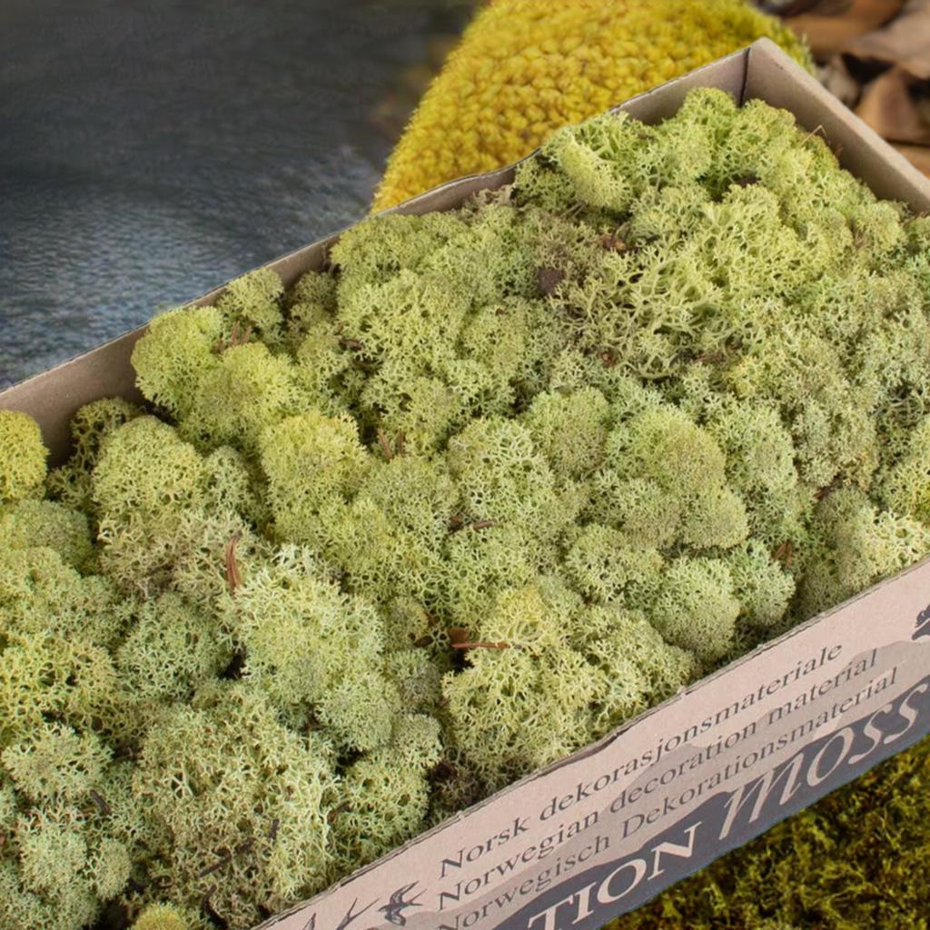 Old Green Reindeer Moss Natural Preserved 425g-450g Box, Floristry, Wreath Making, DIY Craft, Terrariums