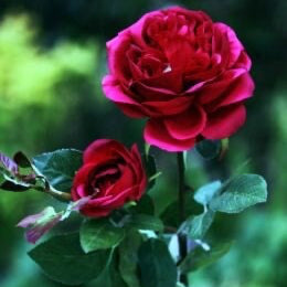 Artificial Old English Dark Pink Rose, faux roses, Mother's Day flowers, artificial pink roses, pink roses, wedding flowers, pink flowers