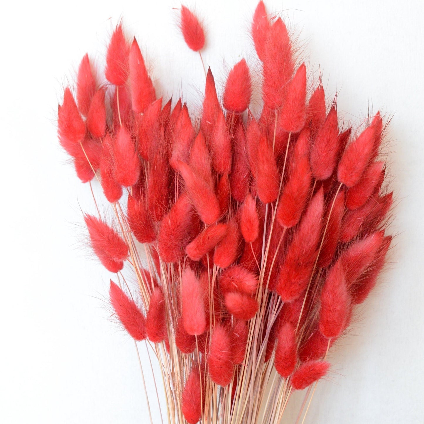Dried Red Hare's Tail Grass, Bunny Tail, Lagurus Ovatus, driedbunnytail, turk's head grass, rabbit tail grass, dried flowers