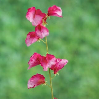 Artificial Dark Pink Sweet Pea, artificial sweet Pea, pink sweet Pea, faux sweetie, anniversary gift, pink flowers, wedding flowers