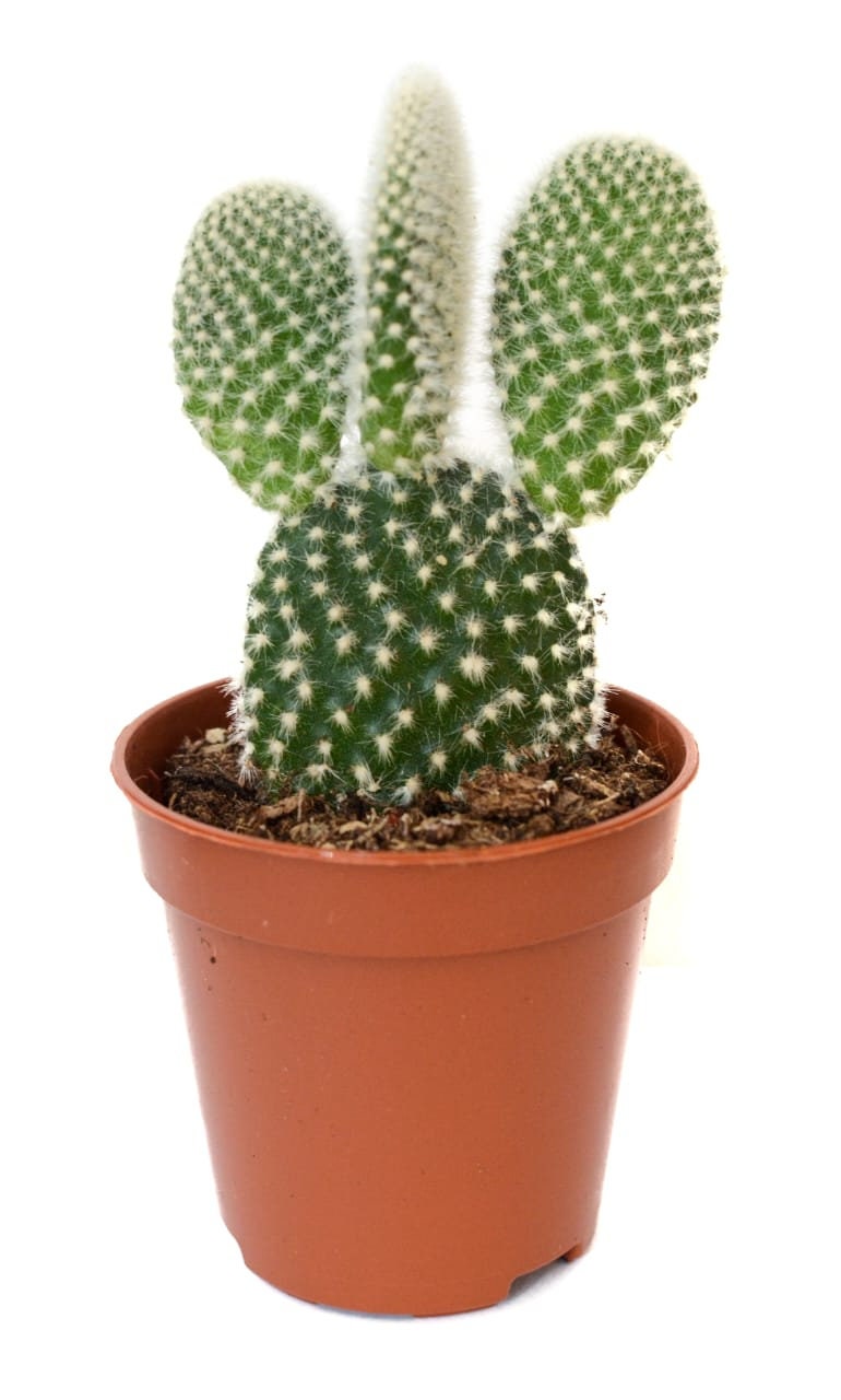 Succulents, Random Selection, Wedding Favours, Succulent in a pot