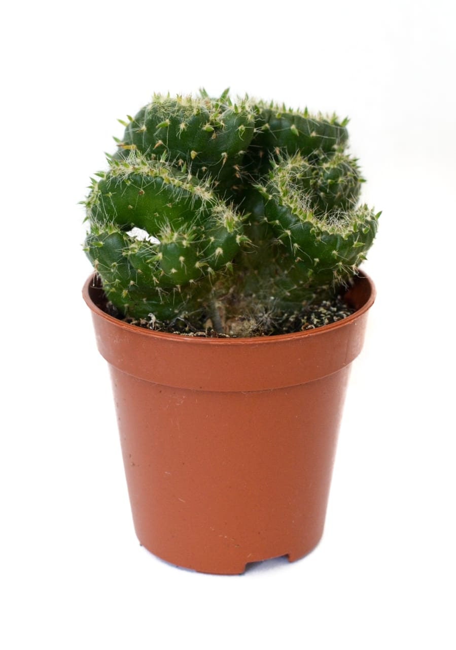 Succulents, Random Selection, Wedding Favours, Succulent in a pot
