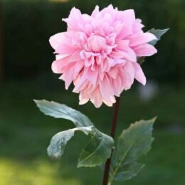Pink Dahlia, faux dahlia, artificial flowers, wedding decoration, styling prop, set decoration