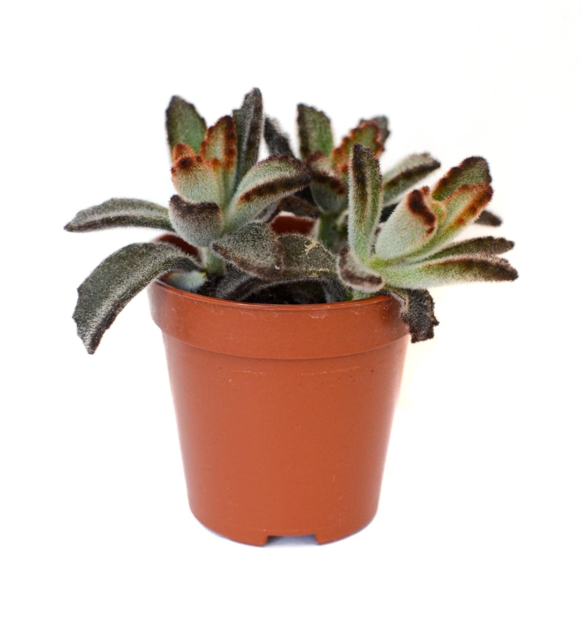 Succulents, Random Selection, Wedding Favours, Succulent in a pot