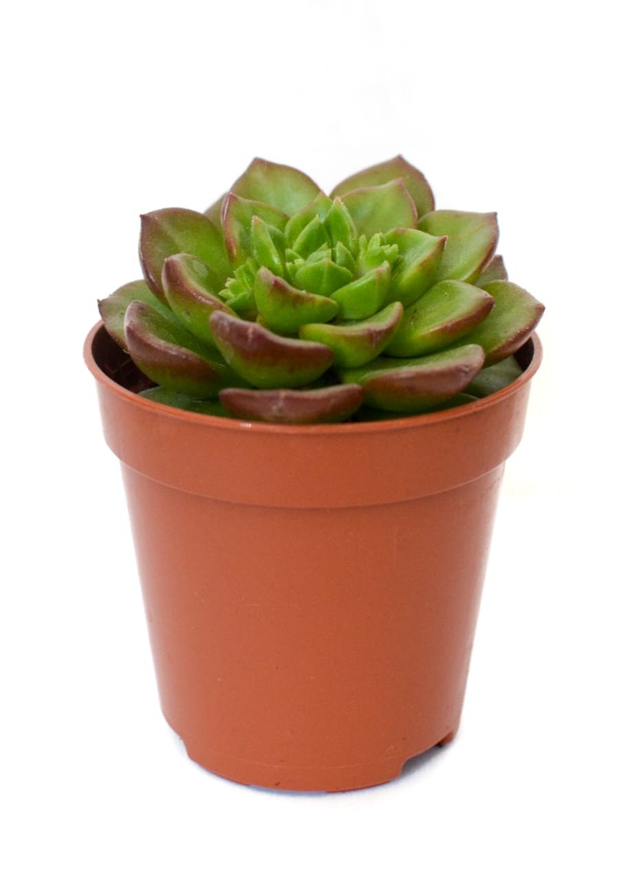 Succulents, Random Selection, Wedding Favours, Succulent in a pot