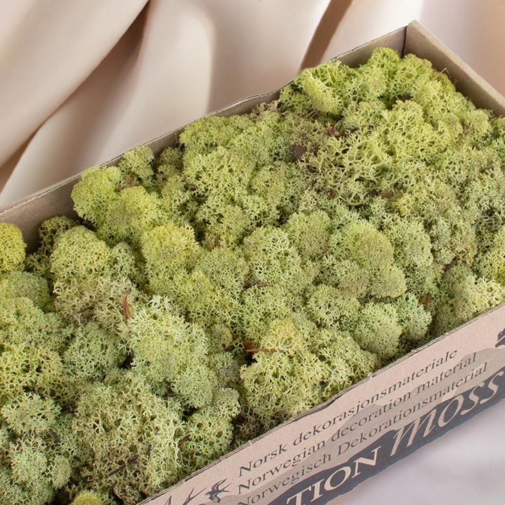 Old Green Reindeer Moss Natural Preserved 425g-450g Box, Floristry, Wreath Making, DIY Craft, Terrariums