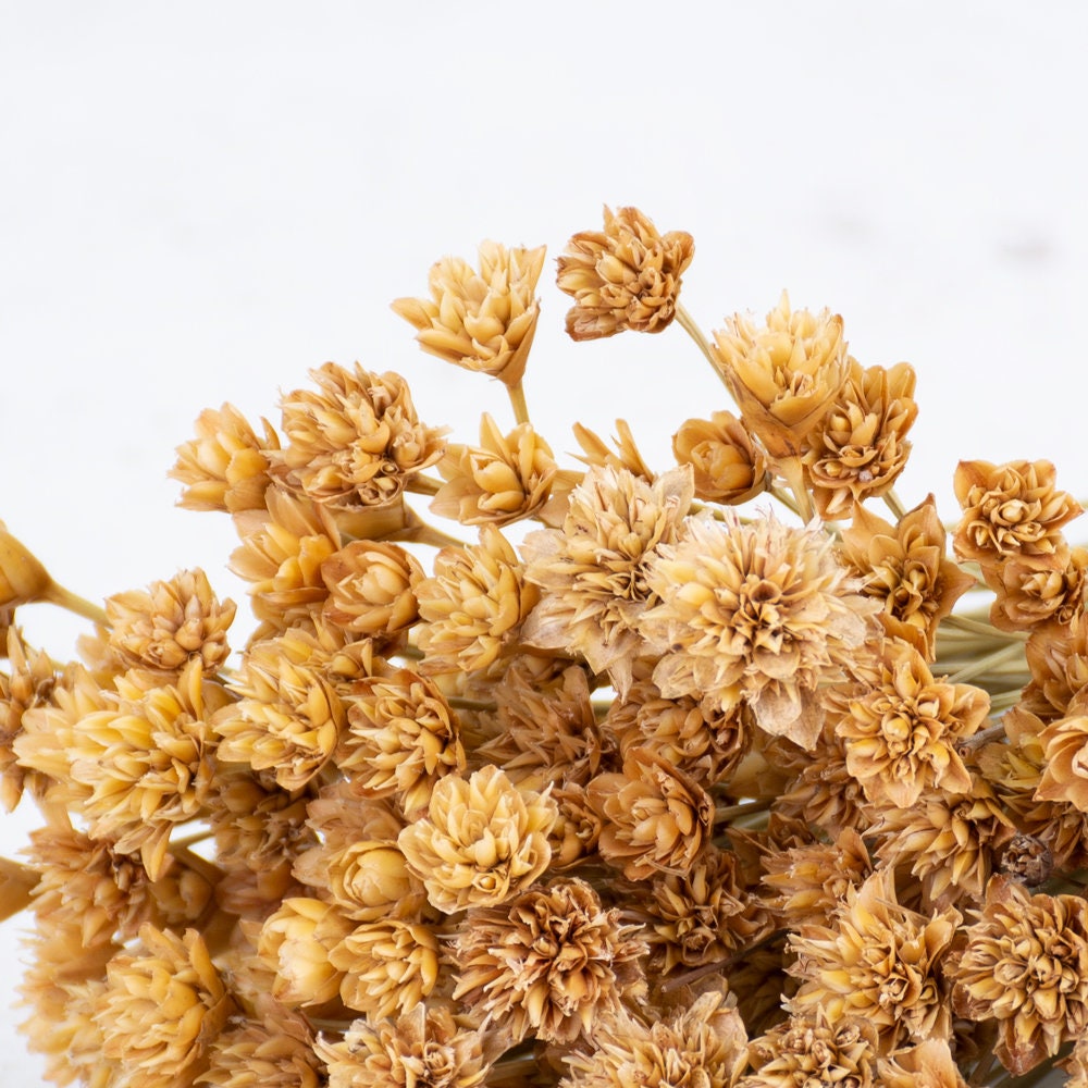 Dried Hill Flower Stem – 60cm Faux Stem for Seasonal Bouquets & Décor