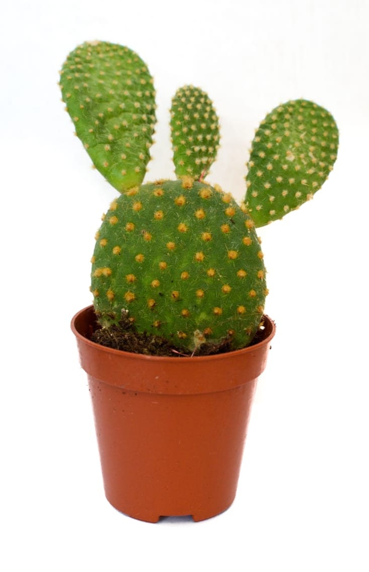 Succulents, Random Selection, Wedding Favours, Succulent in a pot