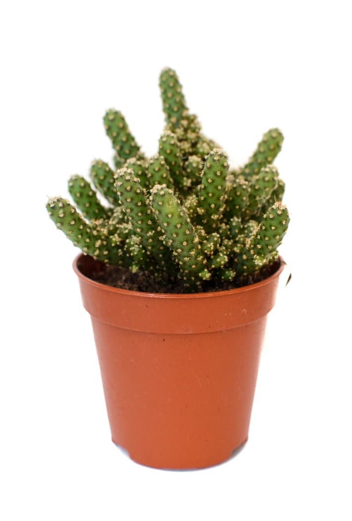 Succulents, Random Selection, Wedding Favours, Succulent in a pot