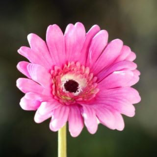 Artificial Bright Pink Gerbera, faux Gerbera, artificial Gerbera, artificial flowers, wedding flowers