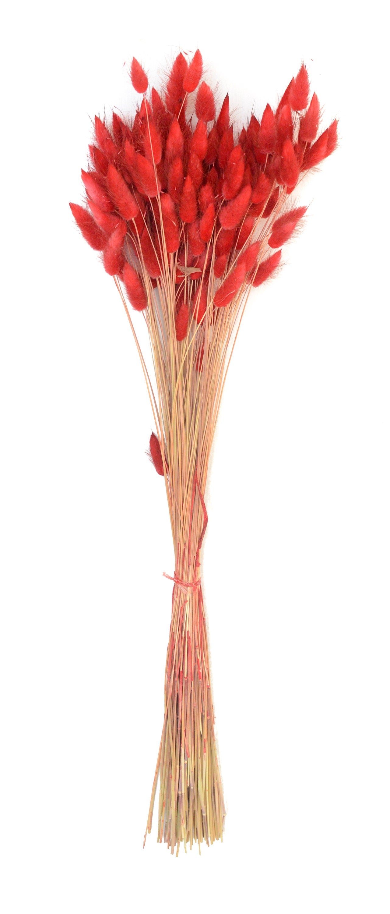 Dried Red Hare's Tail Grass, Bunny Tail, Lagurus Ovatus, driedbunnytail, turk's head grass, rabbit tail grass, dried flowers