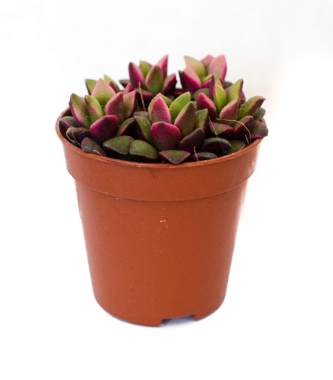 Succulents, Random Selection, Wedding Favours, Succulent in a pot