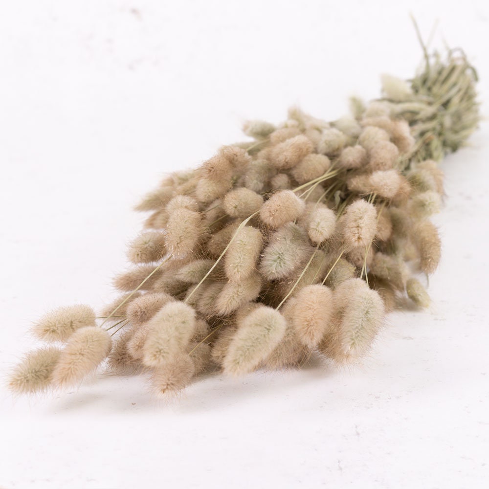 Dried Lagurus Ovatus Bunny Tails – 36cm Faux Stem for Bouquets & Seasonal Décor