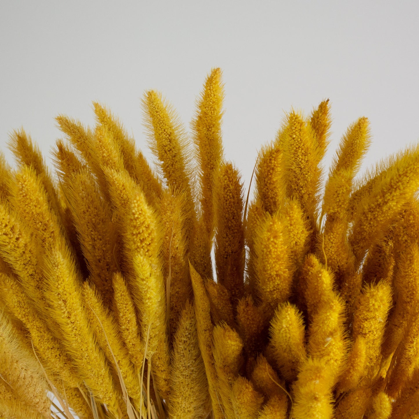 Dried Yellow Setaria Pendular Flower Stem (65cm)