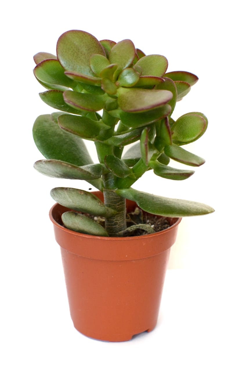 Succulents, Random Selection, Wedding Favours, Succulent in a pot