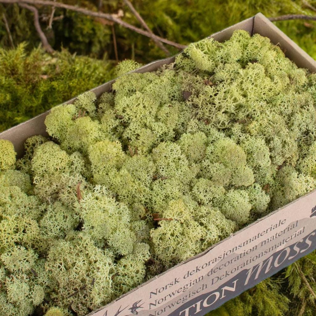 Old Green Reindeer Moss Natural Preserved 425g-450g Box, Floristry, Wreath Making, DIY Craft, Terrariums