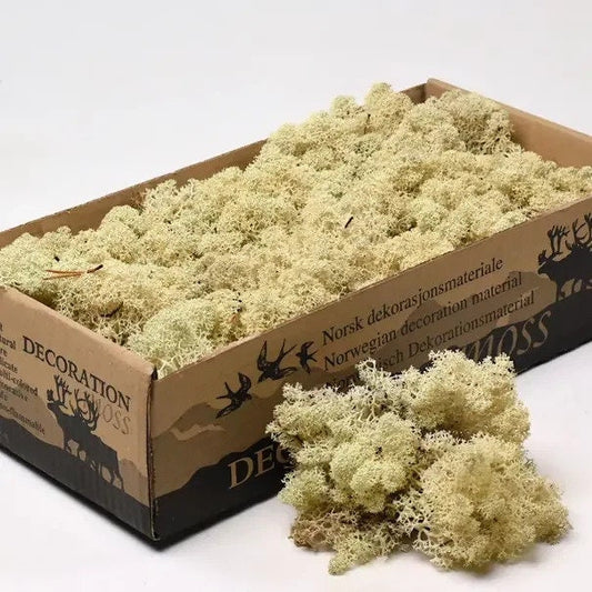Natural Reindeer Moss Preserved 425g-450g Box, Floristry, Wreath Making, DIY Craft, TerrariumsHornby railway modeling