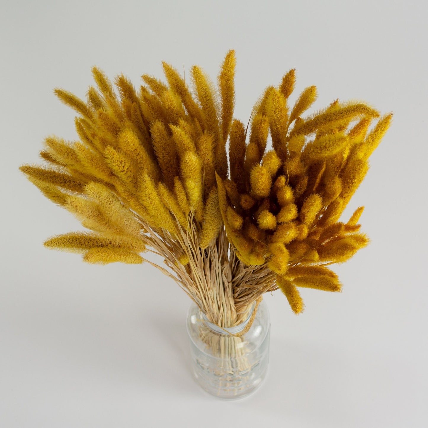 Dried Yellow Setaria Pendular Flower Stem (65cm)