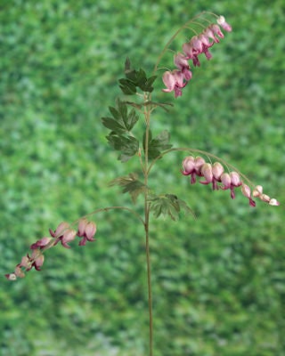 Artificial Mauve Bleeding Hearts Stem, faux dicentra, artificial dicentra, faux mauve bleeding hearts, wedding flowers