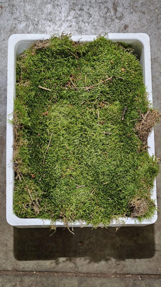 Fresh Flat Moss Sheets – Natural Platmos for Floristry, Crafts, Terrariums & Hedgehog Houses (40x30cm)