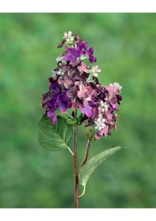 Luxury Artificial Mauve Lilac Stem, faux lilac, artificial lilac, faux mauve lilac, mauve flowers, wedding flowers
