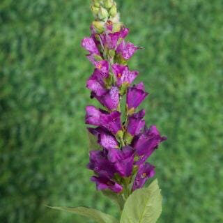 Purple Foxglove, faux foxglove, artificial flowers, wedding decoration, styling prop, set decoration