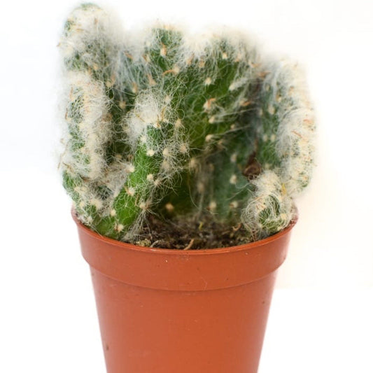 Succulents, Random Selection, Wedding Favours, Succulent in a pot