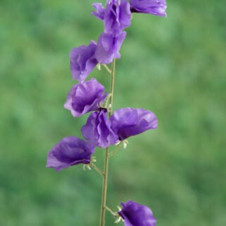 Artificial Purple Sweet Pea, artificial sweet pea, purple sweet pea, faux sweetie, anniversary gift, purple flowers, wedding flowers, flower
