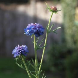 Artificial Blue Cornflower Stem Spray, blue cornflower, faux cornflower, artificial cornflower, spring flower, blue flowers