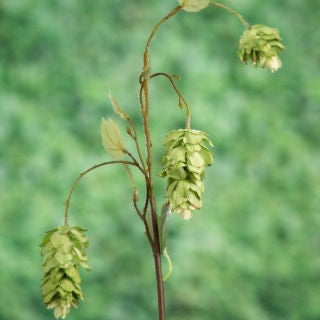 Artificial Hop Spray Ferris Heart Sloane, faux hops, artificial hop spray, hop stem, hops, floral decor, home decor, instagram