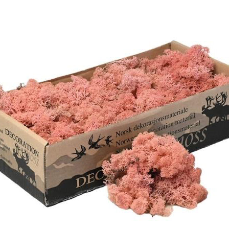 Rose Pink Reindeer Moss Natural Preserved 425g-450g Box, Floristry, Wreath Making, DIY Craft, Terrariums