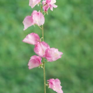 Artificial Pink Sweet Pea, artificial sweet pea, pink sweet pea, faux sweetie, anniversary gift, pink flowers, wedding flowers