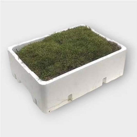 Rectangular white container with green moss-like material on a white background