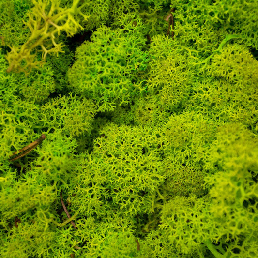 Spring Green Reindeer Moss Natural Preserved 425g-450g Box, Floristry, Wreath Making, DIY Craft, TerrariumsHornby railway modeling