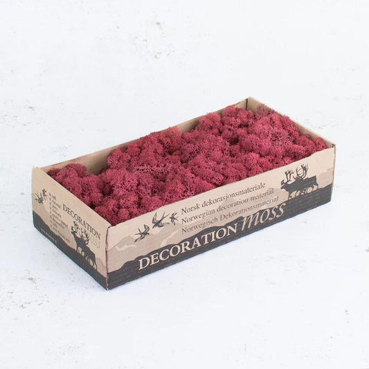 Bordeaux Red Reindeer Moss Natural Preserved 425g-450g Box, Floristry, Wreath Making, DIY Craft, Terrariums