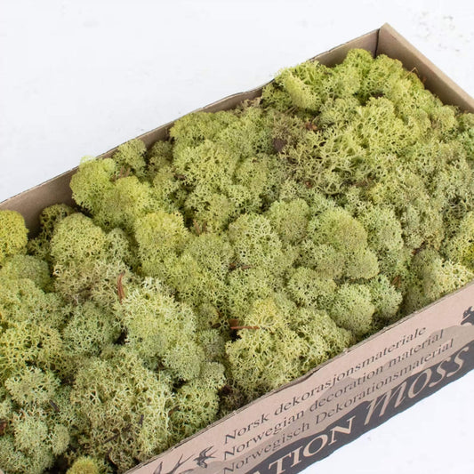 Old Green Reindeer Moss Natural Preserved 425g-450g Box, Floristry, Wreath Making, DIY Craft, Terrariums