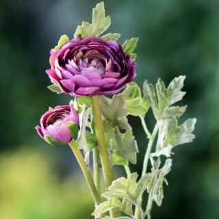 Artificial Ranunculus Mauve 72cm artificial Ranunculus, artificial flower, faux Ranunculus