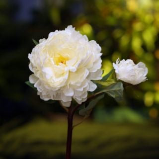 Artificial Ivory Peony with Bud, faux peony, artificial peony, ivory peony