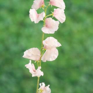 Artificial Light Pink Sweet Pea, artificial sweet pea, pink sweet pea, faux sweetie, anniversary gift, pink flowers, wedding flowers